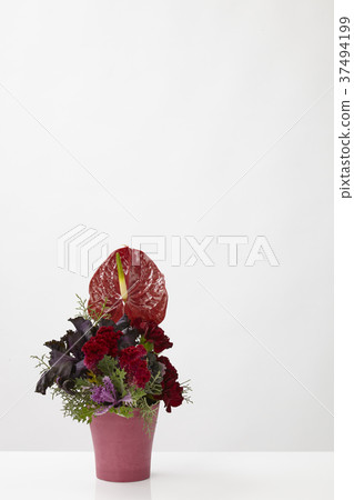 紅色插花 37494199