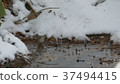 A cute wild bird soaring in a puddle of snow is Kikitadaki 37494415