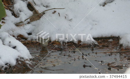 A cute wild bird soaring in a puddle of snow is Kikitadaki A cute wild bird soaring in a puddle of snow is Kikitadaki 37494415