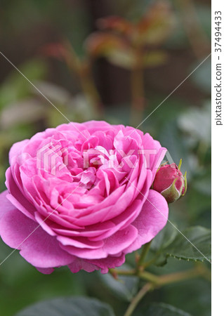 Rose red purple is beautiful 37494433