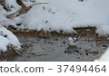 A cute wild bird soaring in a puddle of snow 37494464