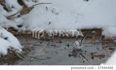 A cute wild bird soaring in a puddle of snow is. A cute wild bird soaring in a puddle of snow is. 37494466