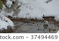 A cute wild bird soaring in a puddle of snow is. 37494469