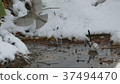 A cute wild bird soaring in a puddle of snow is. 37494470