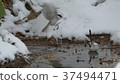 A cute wild bird soaring in a puddle of snow is. 37494471