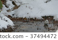 A cute wild bird soaring in a puddle of snow 37494472