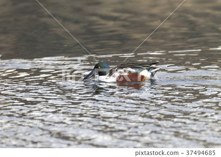 Lashes Lashes 37494685