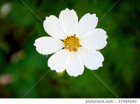 Beautiful white cosmos flower blooming in garden 37494880