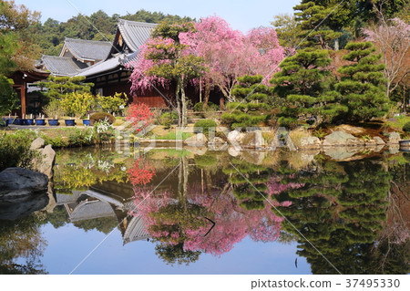 Kyoto Harukon Goin Spring 37495330