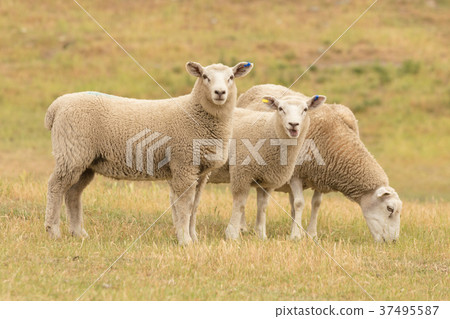 Cute sheep on glass field 37495587