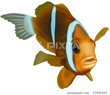 Striped Ocean Fish Striped Ocean Fish 37495835
