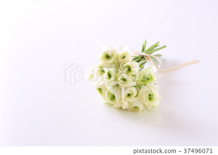 在白色背景的白花花束 照片素材 圖片 圖庫