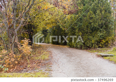 Road autumn forest landscape Park 37496269