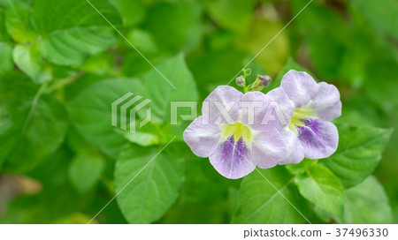 Asystasia gangetica flower in the garden. 37496330
