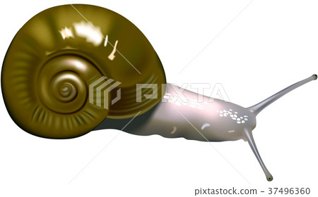 Robust Snail Robust Snail 37496360
