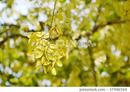 golden shower tropical flower blooming on Thailand golden shower tropical flower blooming on Thailand 37496504