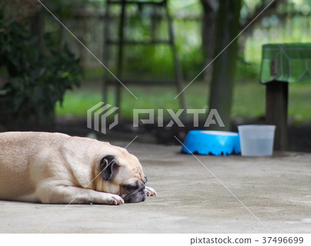 portraits photo of a lovely white fat cute pug dog 37496699