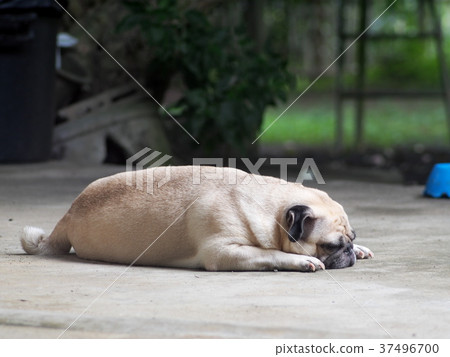 portraits photo of a lovely white fat cute pug dog 37496700