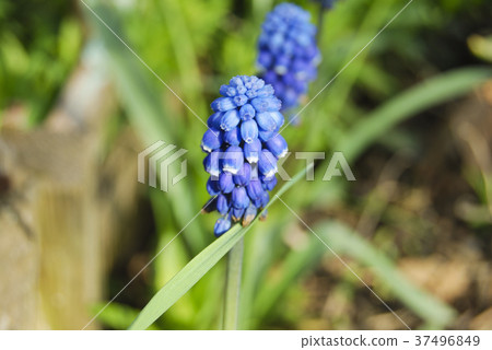 The blue inflorescence of the Muscari flower 37496849