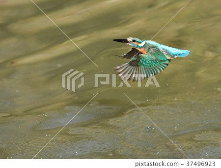 在翠鳥沐浴 在翠鳥沐浴 37496923