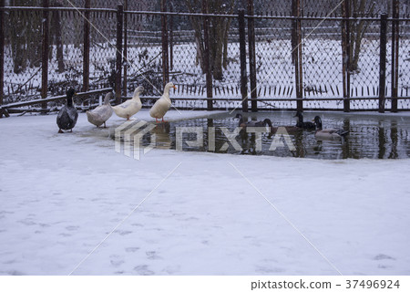 Ducks swim in the hole of a frozen pond. Ducks swim in the hole of a frozen pond. 37496924