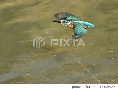 Bathing in a Kingfisher Bathing in a Kingfisher 37496927