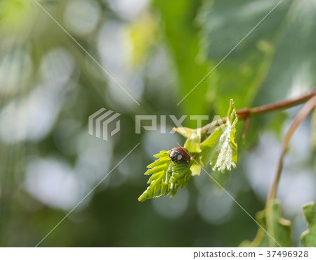A small a ladybird sits on a young leaf of a birch A small a ladybird sits on a young leaf of a birch 37496928