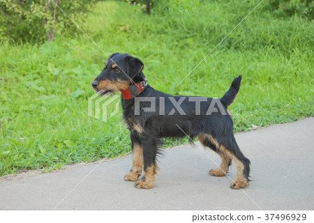 Young dog breeds German hunting terrier Young dog breeds German hunting terrier 37496929