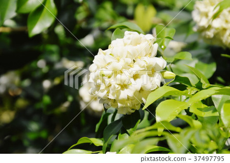 orange jasmine tropical flower scented on night  37497795