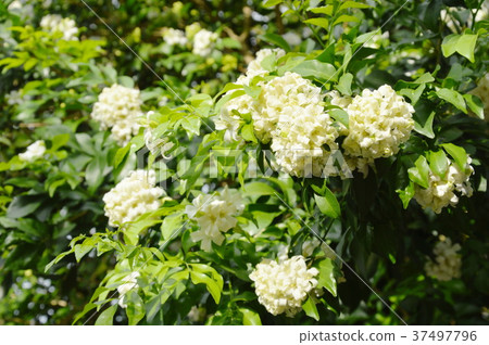 orange jasmine tropical flower scented on night  37497796