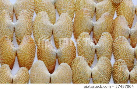 clams shell arranging on white background 37497804