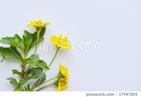 marigold branch with leaf yellow tropical flower  37497805