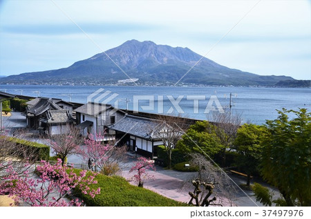 Senganen的Ume和Sakurajima 37497976