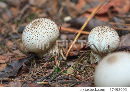 Hokoritake Hokoritake 37498093