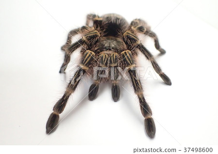 狼蛛查科巨人金色條紋膝蓋 37498600