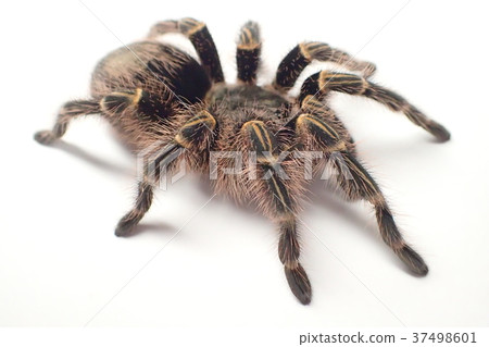 Tarantula Chaco Giant Golden Striped Knee Stock Photo 37498601