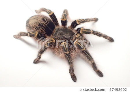 Tarantula Chaco Giant Golden Striped Knee Stock Photo 37498602