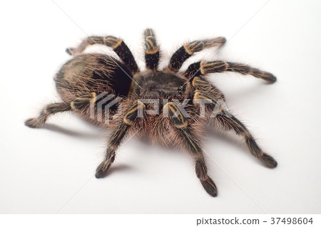 Tarantula Chaco Giant Golden Striped Knee Stock Photo 37498604