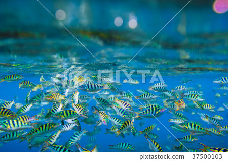 Tropical bright fishes is underwater in ocean Tropical bright fishes is underwater in ocean 37500103