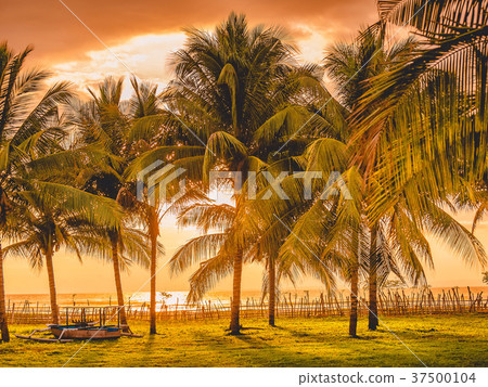 Sunset in tropical island, palms and local boat Sunset in tropical island, palms and local boat 37500104