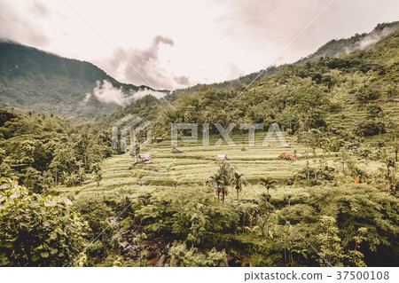 Rise terraces and tropical forest in Bali 37500108