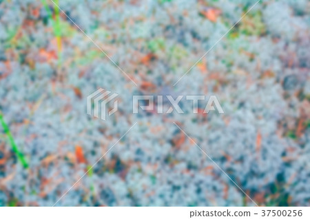Blue moss - blurred image Blue moss - blurred image 37500256