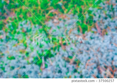Green moss - blurred image Green moss - blurred image 37500257
