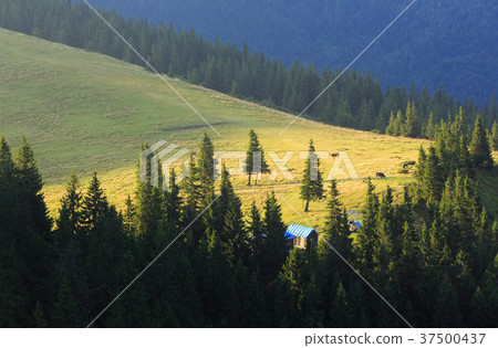 Summer Carpathian mountain view Summer Carpathian mountain view 37500437