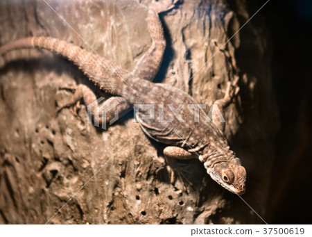 Viviparous lizard 37500619