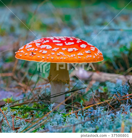 Amanita Muscaria poisonous mushroom 37500801