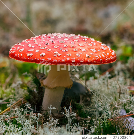 Amanita Muscaria poisonous mushroom 37500804