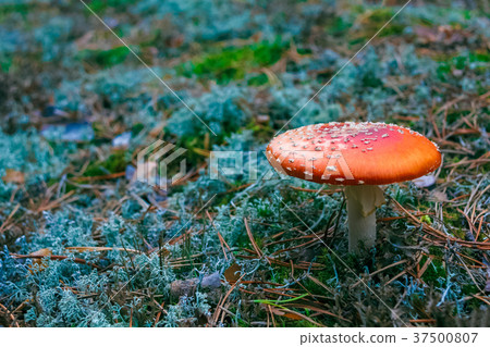 Amanita Muscaria poisonous mushroom Amanita Muscaria poisonous mushroom 37500807