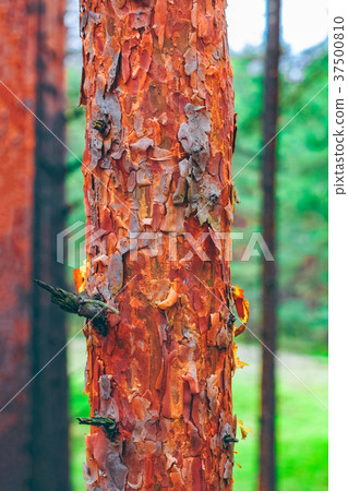 Pine forest green landscape 37500810