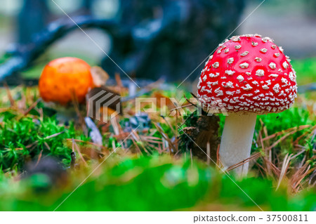 Amanita Muscaria poisonous mushroom 37500811